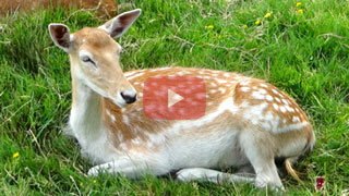 Animales