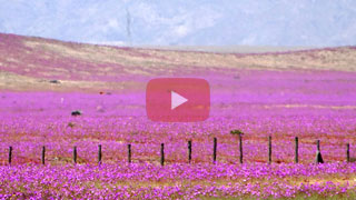 Desierto Florido
